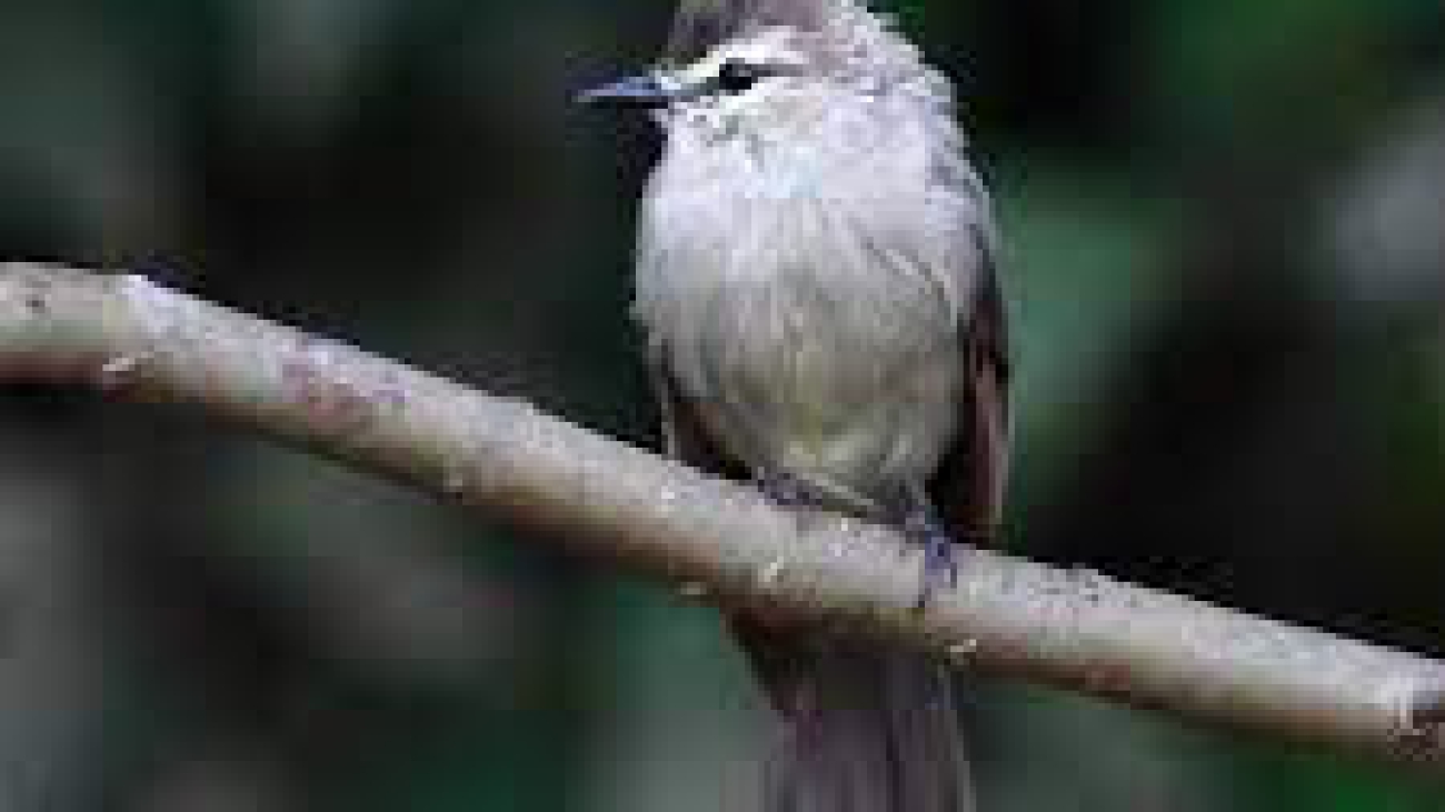 Ochthornis littoralis