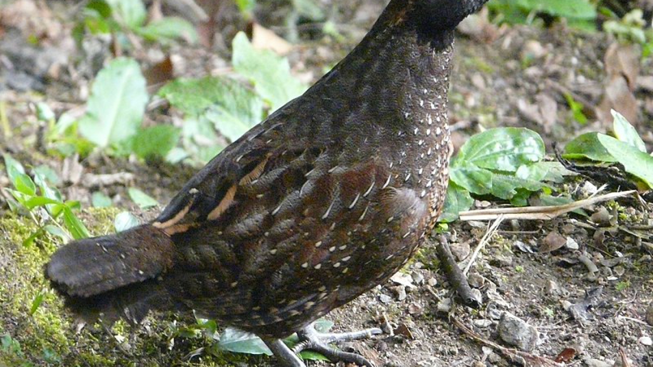 Odontophorus atrifrons