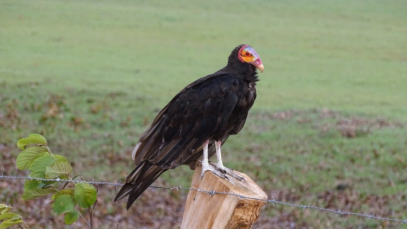 Oripopo cabeza amarilla