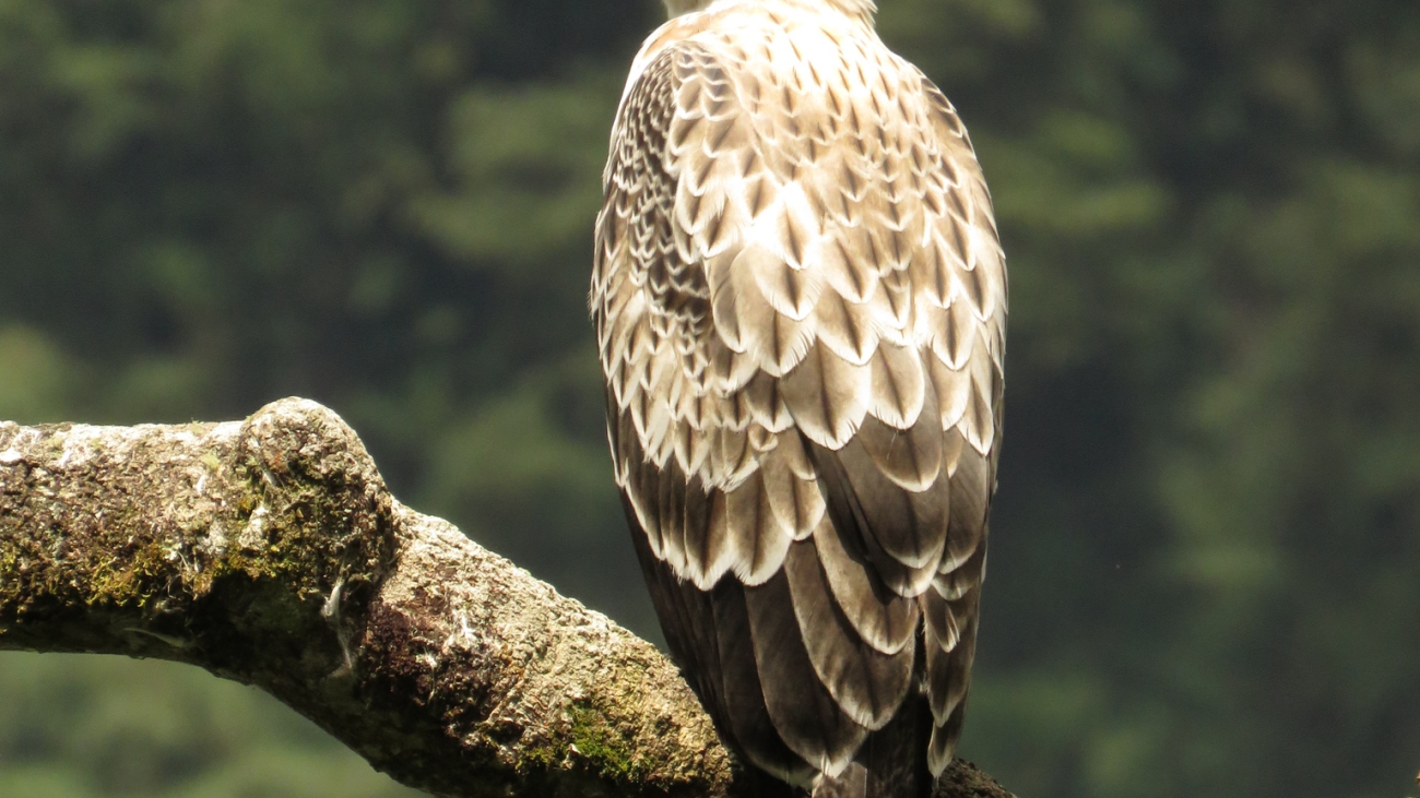 Oroaetus isidori1