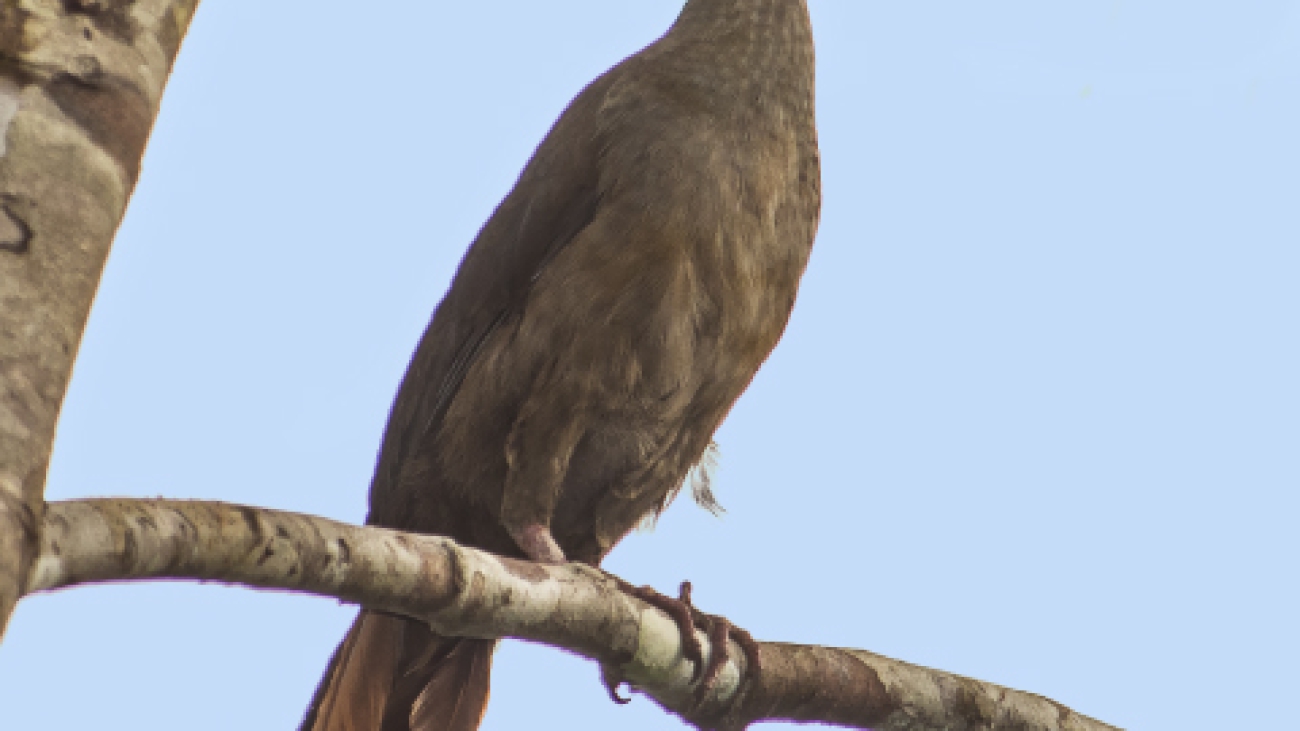 Ortalis motmot