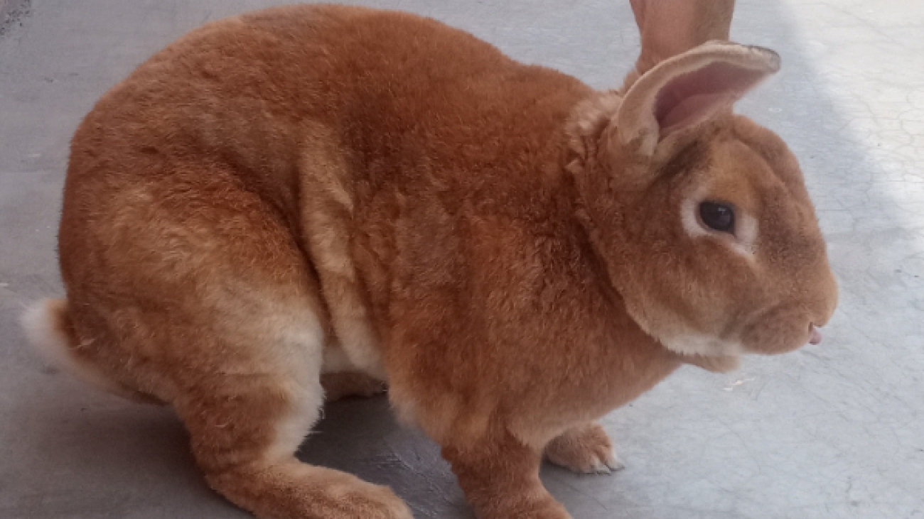 Oryctolagus_cuniculus_(conejo)