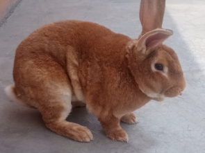 Oryctolagus_cuniculus_(conejo)