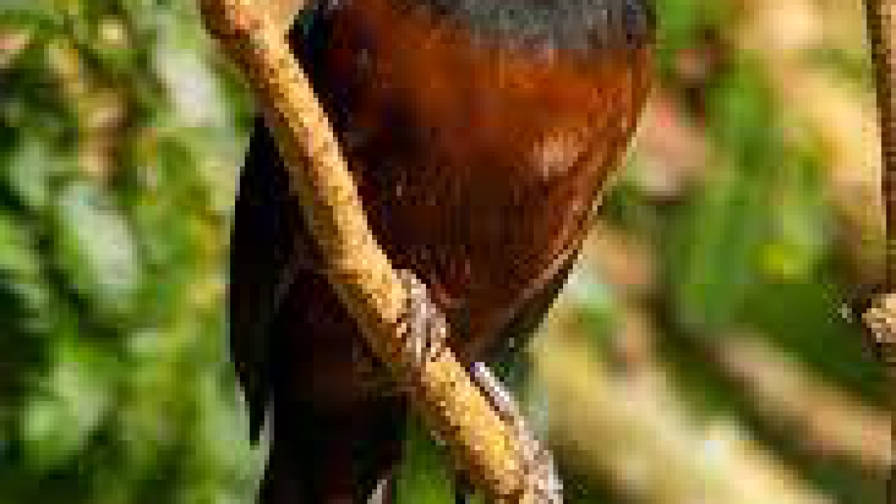 Oryzoborus angolensis