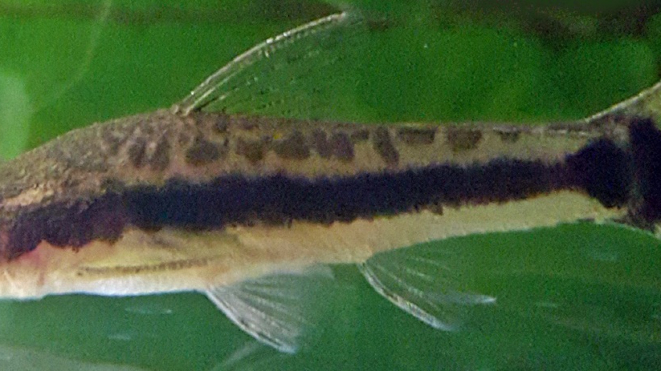 Otocinclus