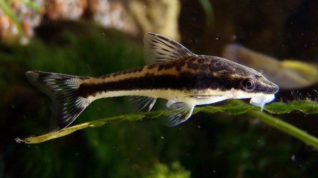 Otocinclus-Affinis