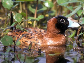 Oxyura_dominica (1)