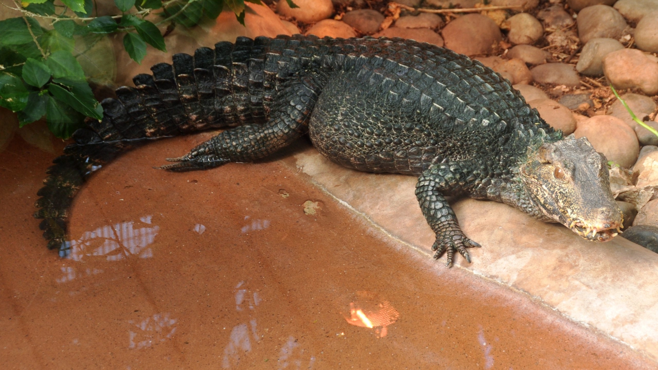 Paleosuchus_palpebrosus 2