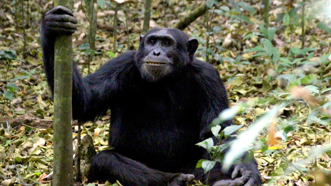 Pan troglodytes scheweinfurtii