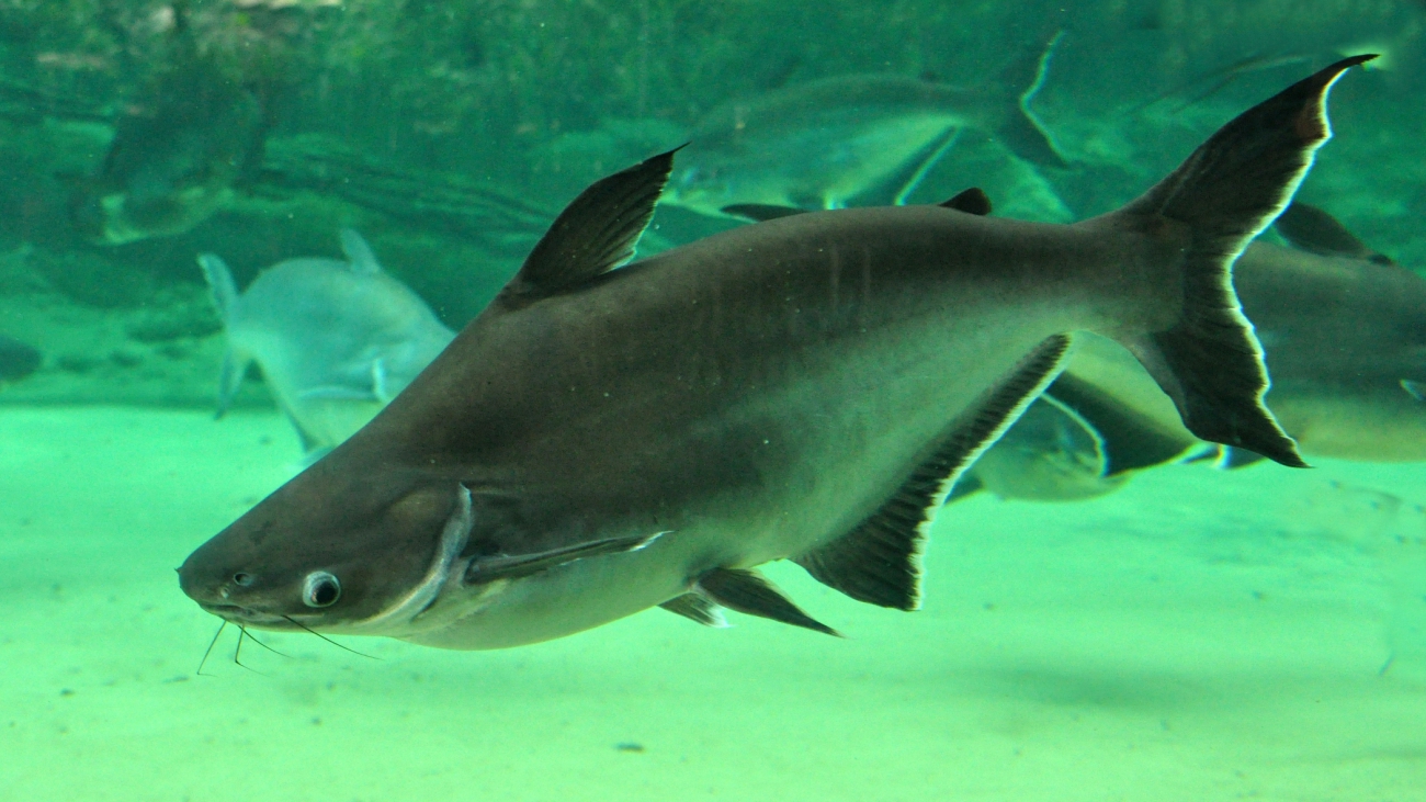 Pangasianodon hypophthalmus