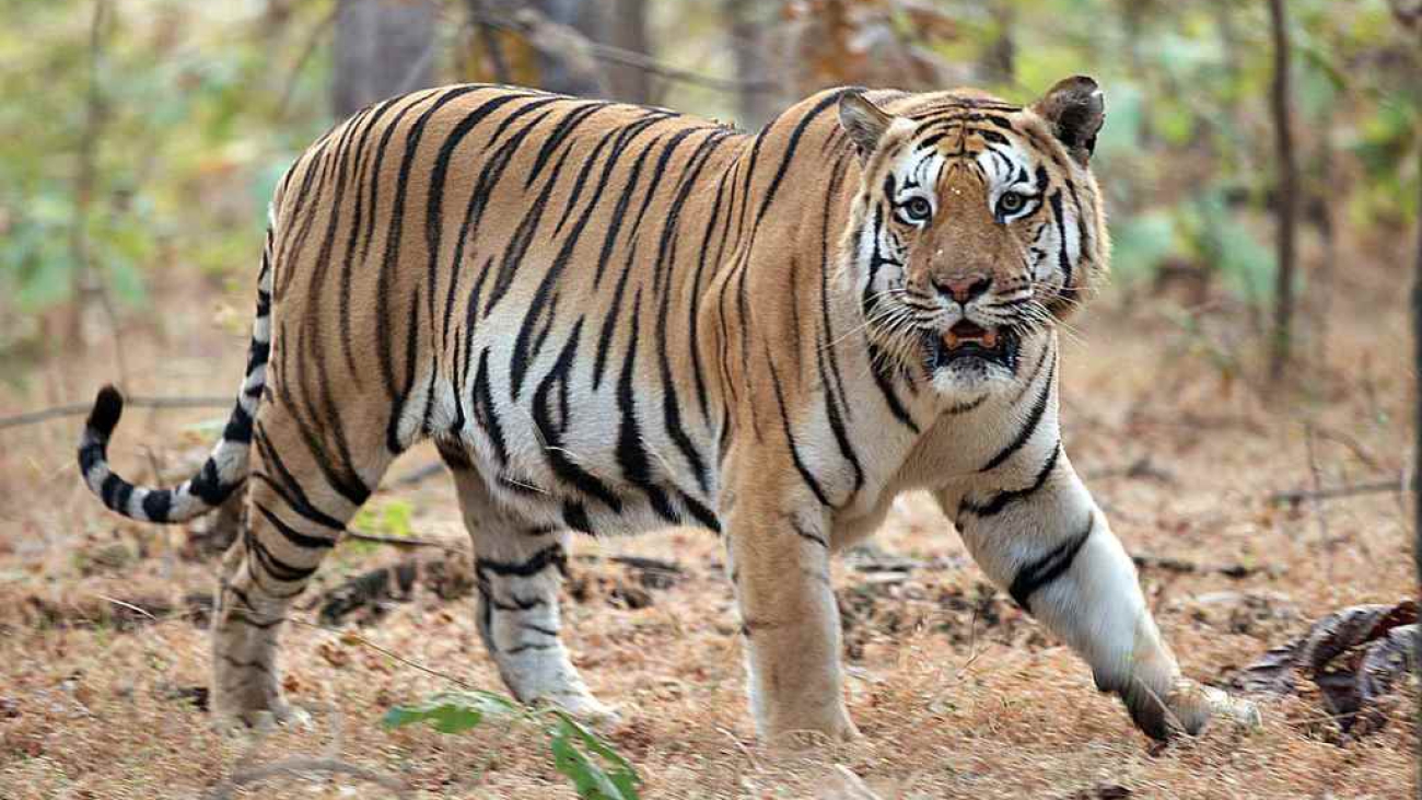 Panthera tigris tigris