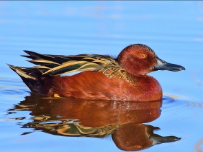 Pato colorado 1200 Spatula cyanoptera