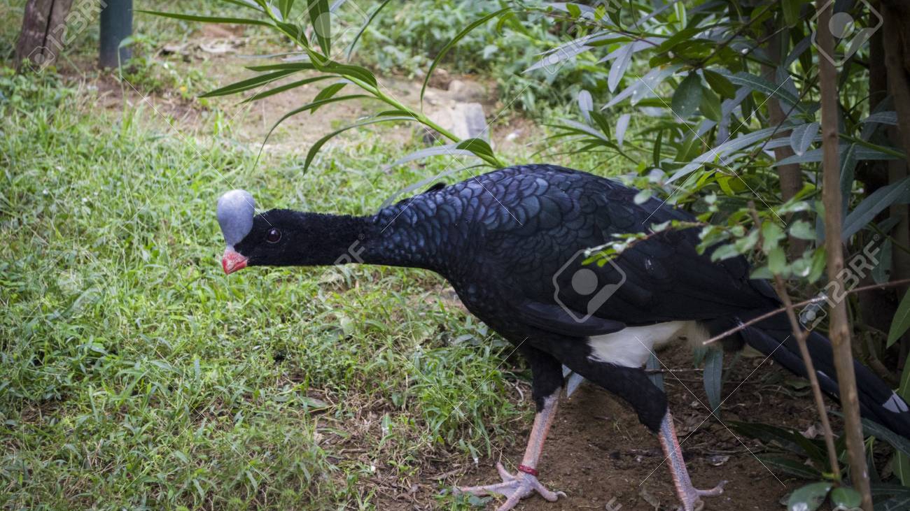 Pauxi koepckeae; Sira Curassow - Pauxi