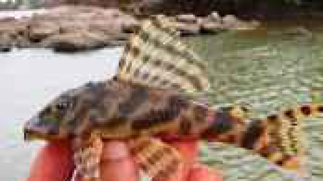 Peckoltia vittata (pulcher)