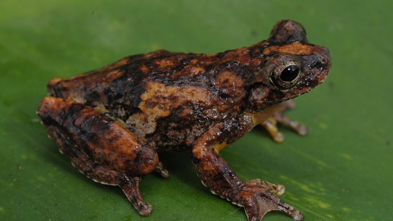Pererequinha_-_Dendropsophus_ulei