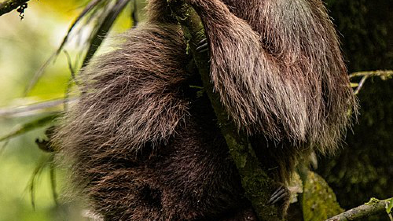 Perezoso_didáctilo_de_Hoffmann