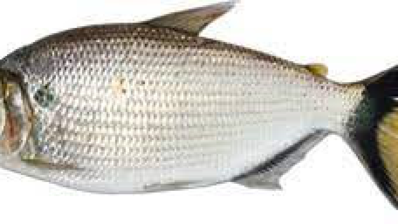 Pez Brycon falcatus