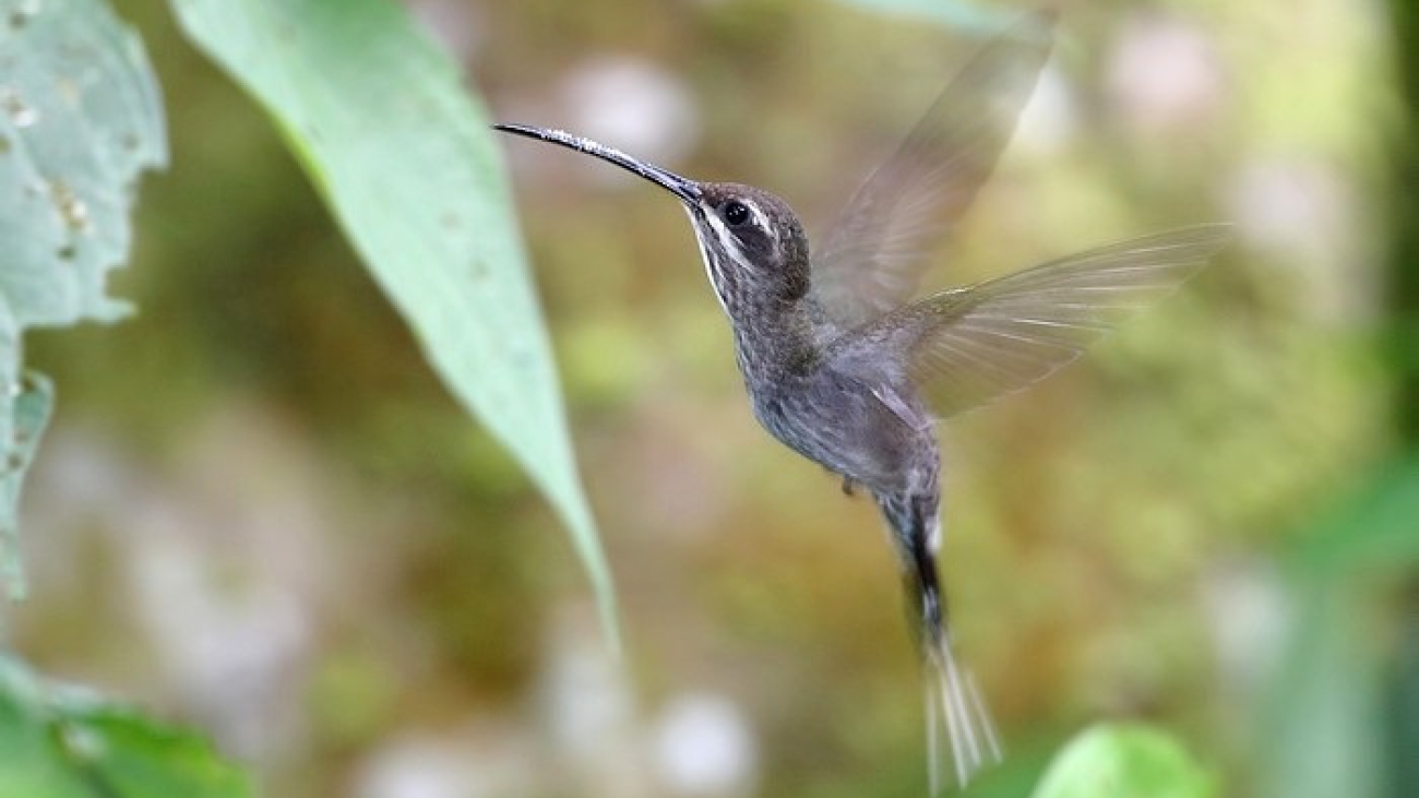 Phaethornis hispidus