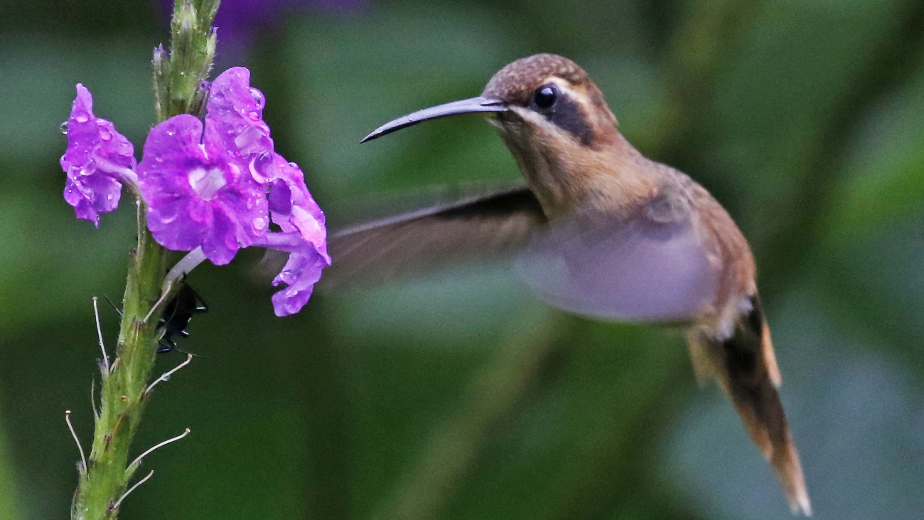 Phaethornis longuemareus