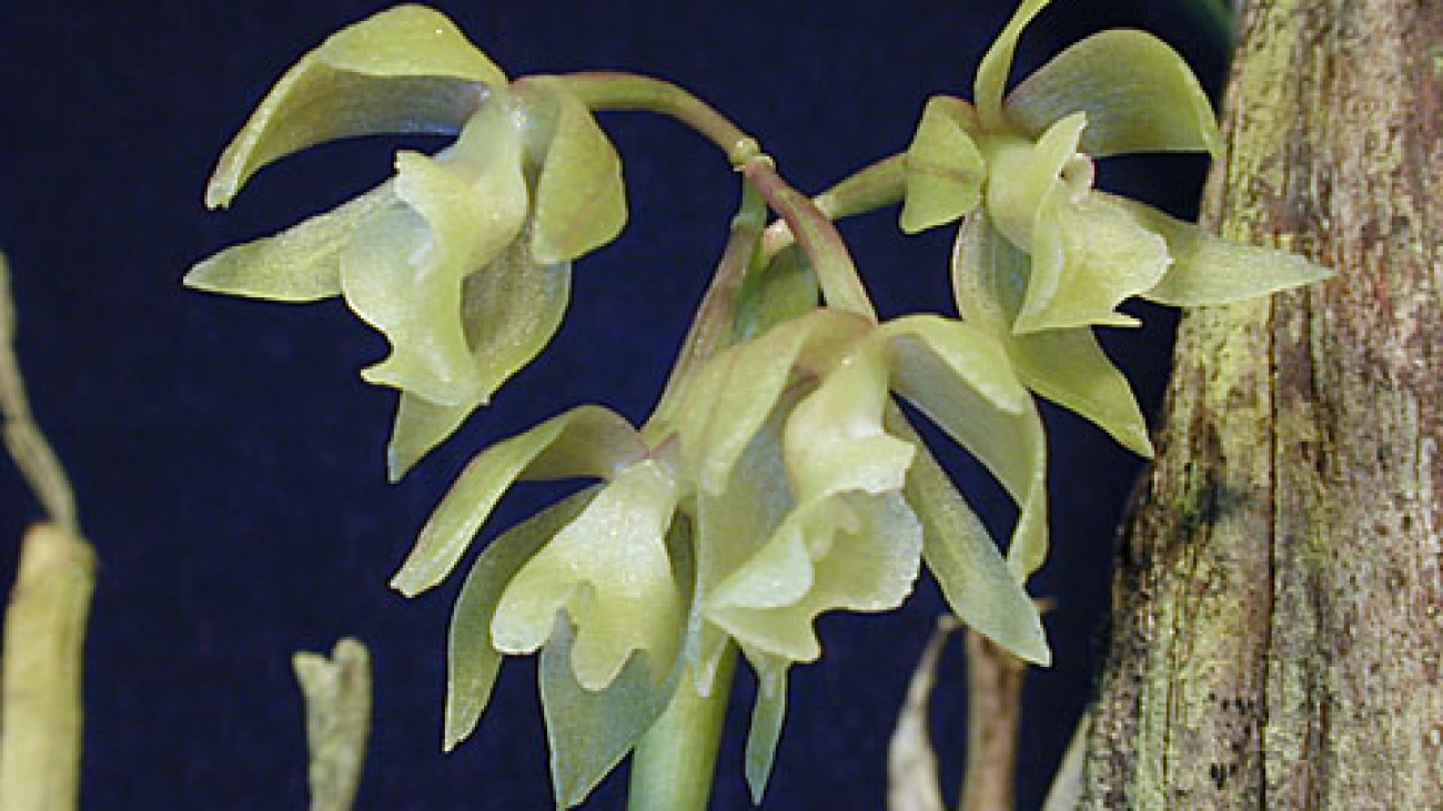Photo by Andy's Orchids Copyright © 2002 All rights reserved.