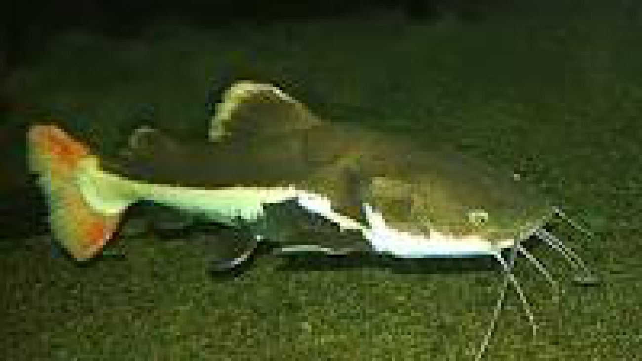 Phractocephalus hemioliopterus