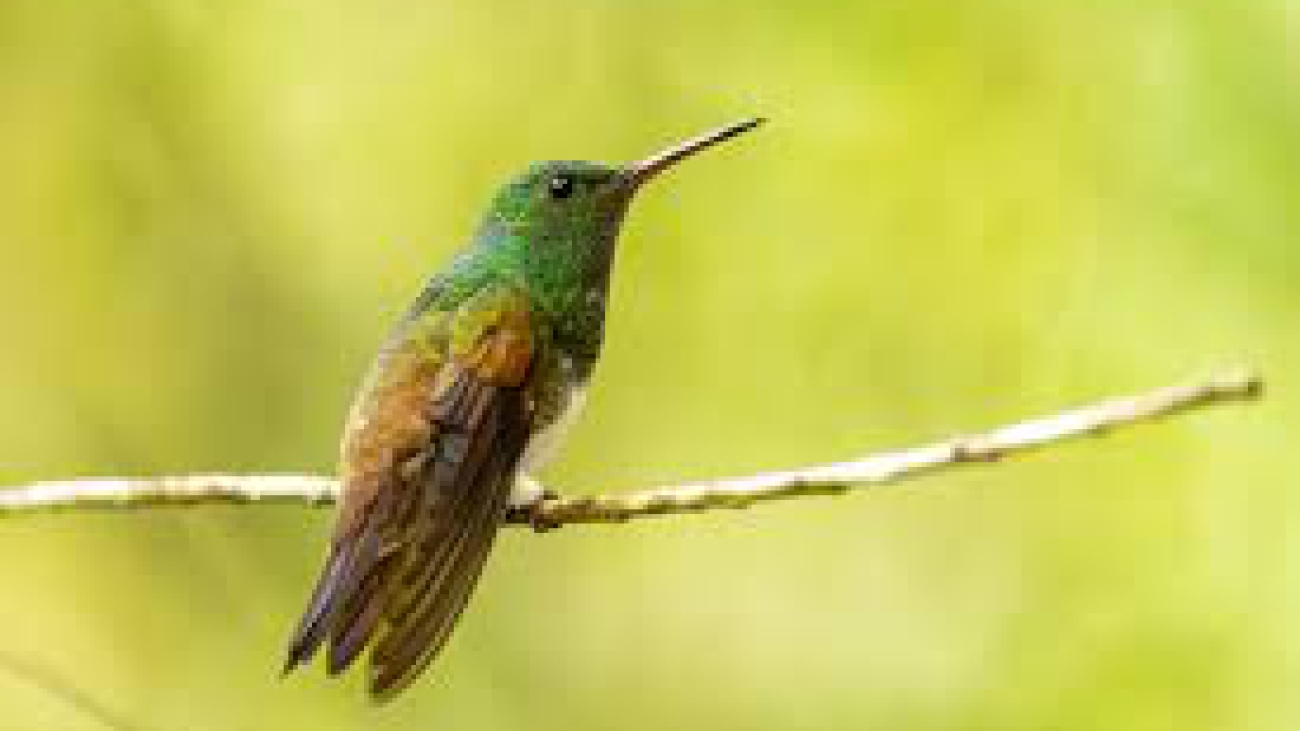 Picaflor de barriga verde