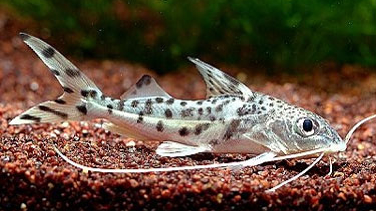 Pictus-Catfish