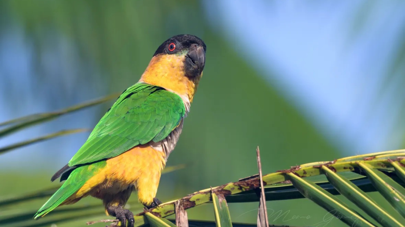 Pionites melanocephalus