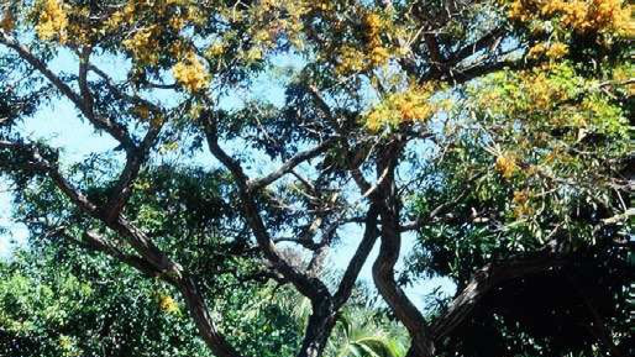 Platymiscium diadelphum