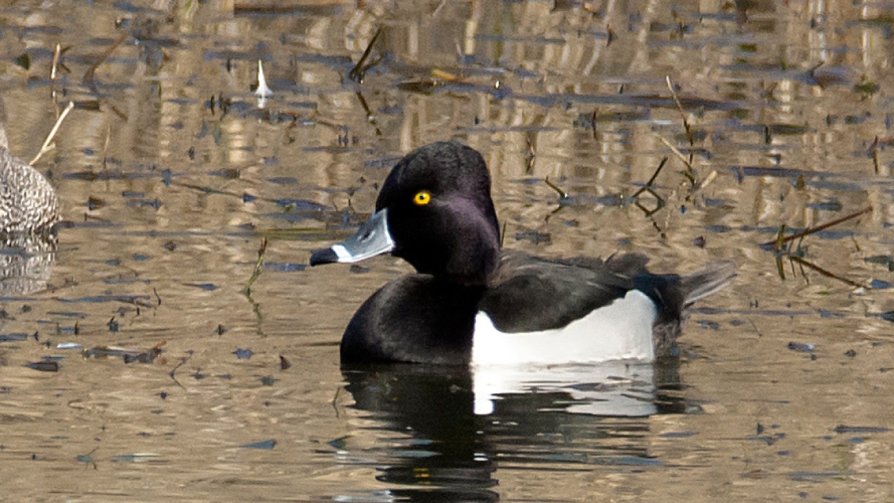 Porrón-acollarado--Aythya-collaris (1)
