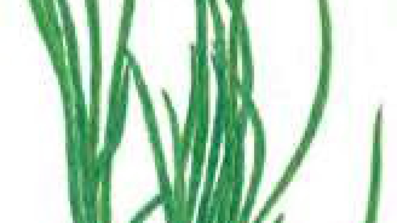 Pseudobryopsis venezolana