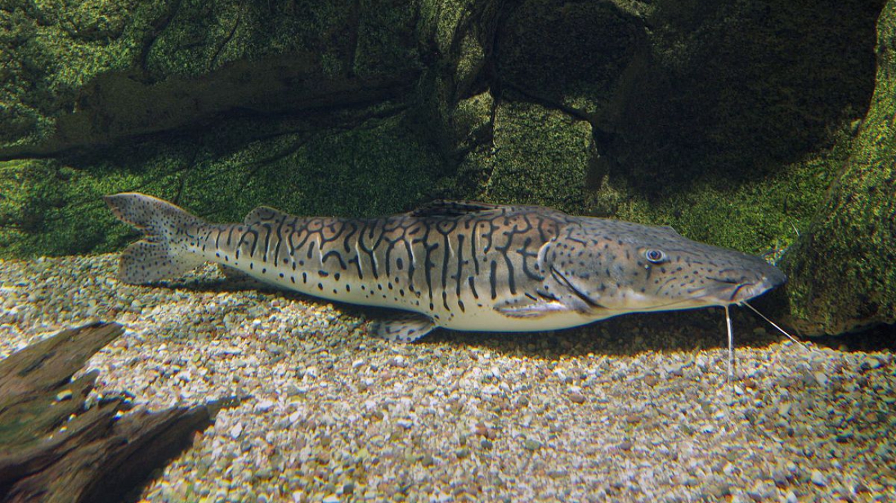 Pseudoplatystoma-fasciatum