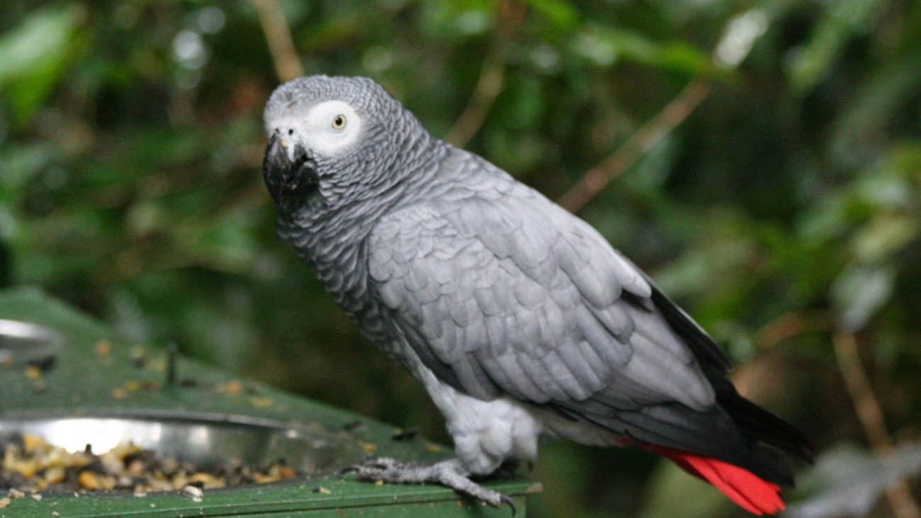Psittacus Erithacus