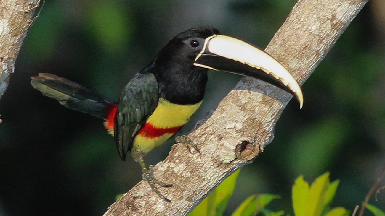 Pteroglossus aracari
