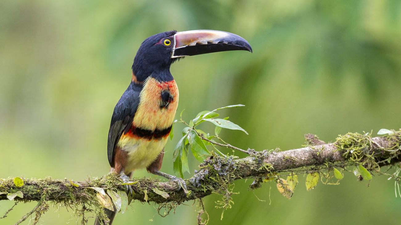 Pteroglossus torquatus