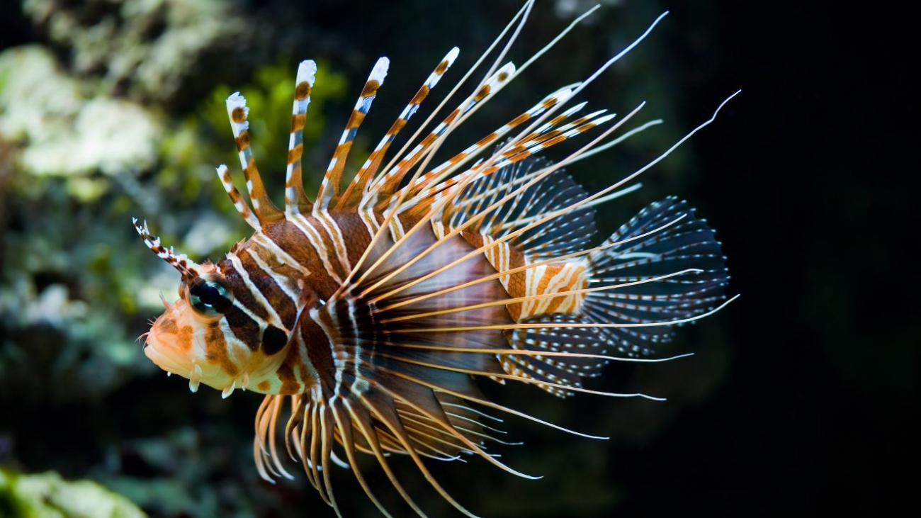 Pterois antennata