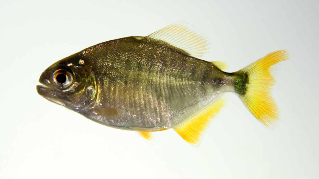 Pygopristis cf. denticulata