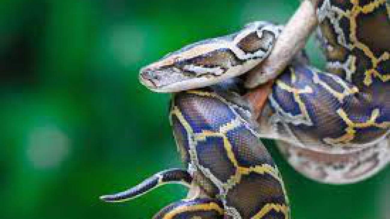 Python bivittatus