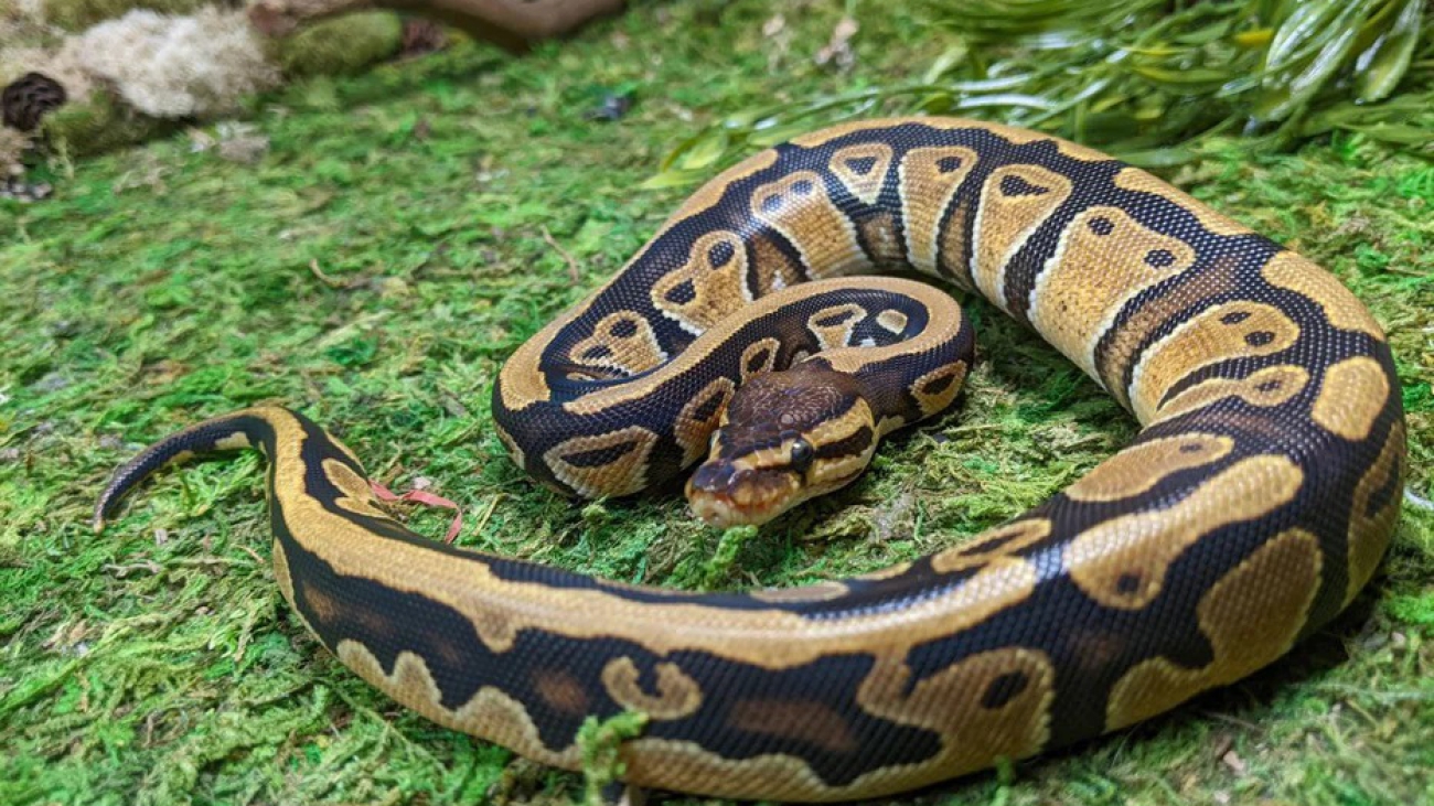 Python regius
