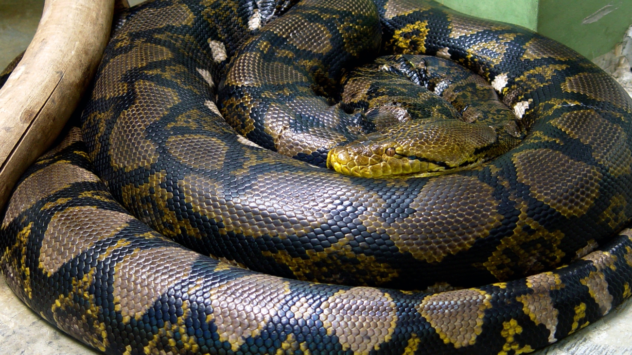 Python_reticulatus