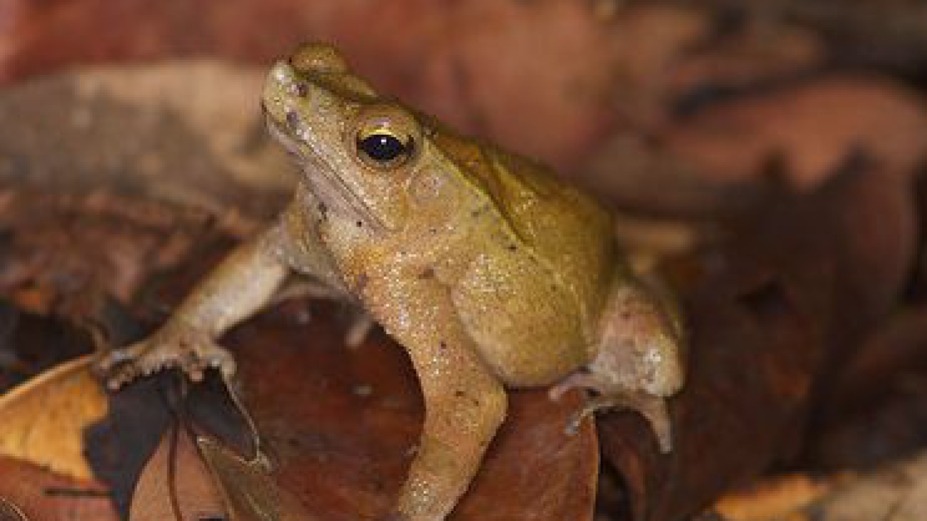 R nesiotes
