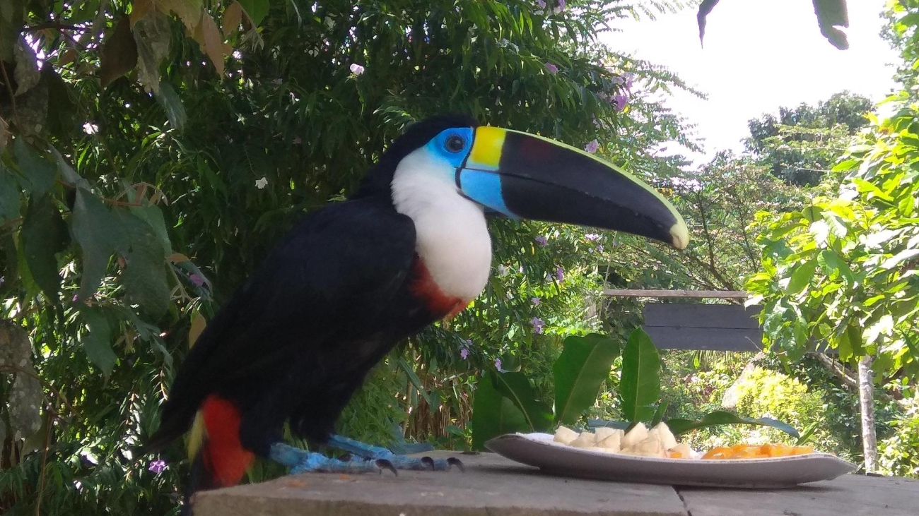 Ramphastos culminatus