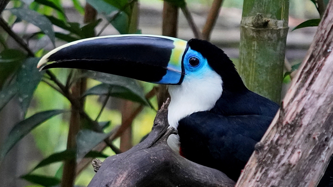 Ramphastos cuvieri