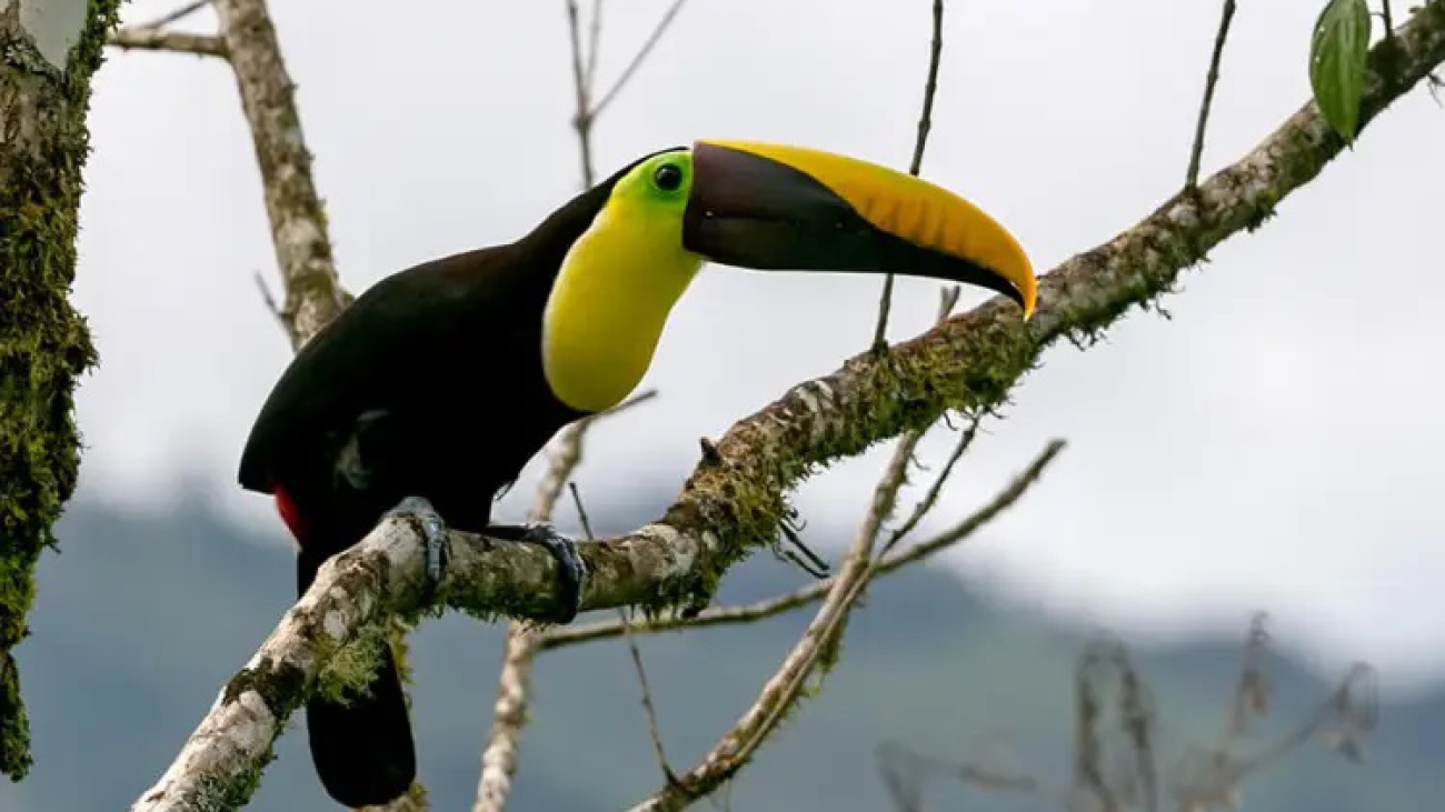 Ramphastos swainsonii