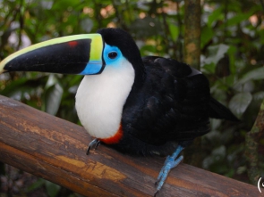 Ramphastos_tucanus_