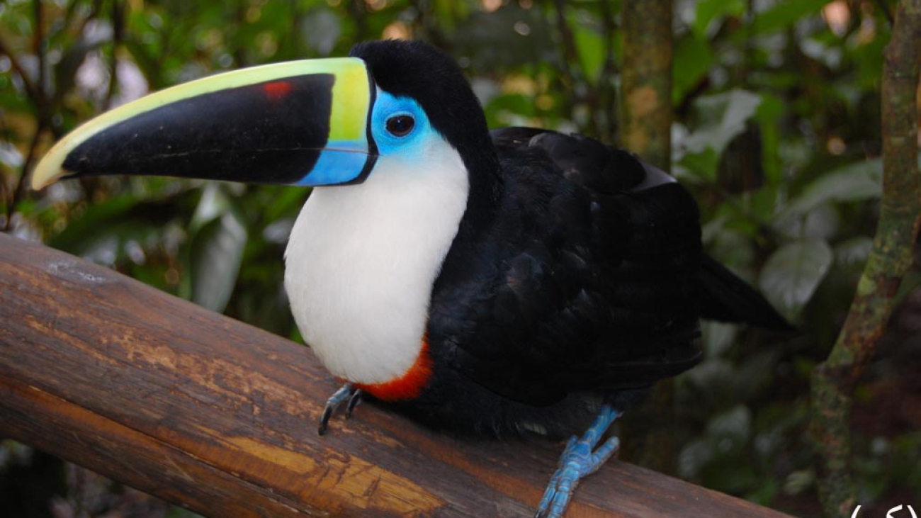 Ramphastos_tucanus_inca_2