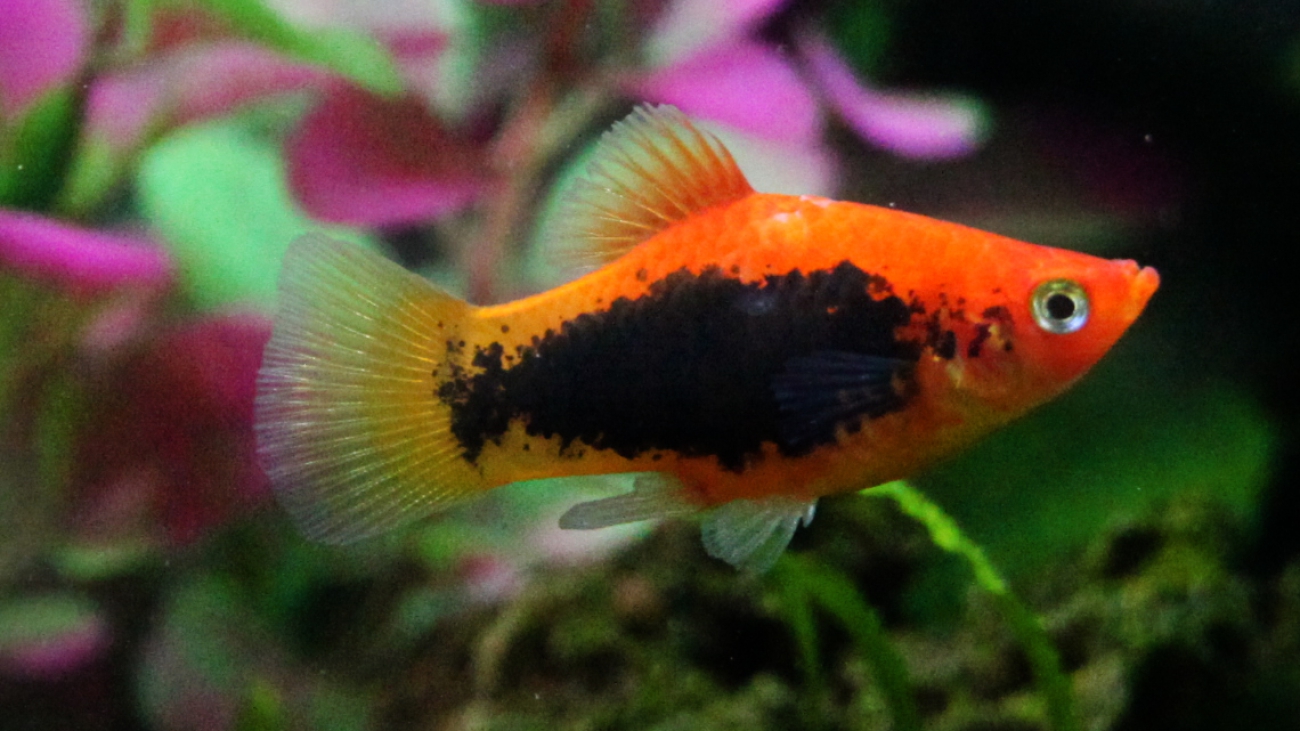 Red_tuxedo_platy