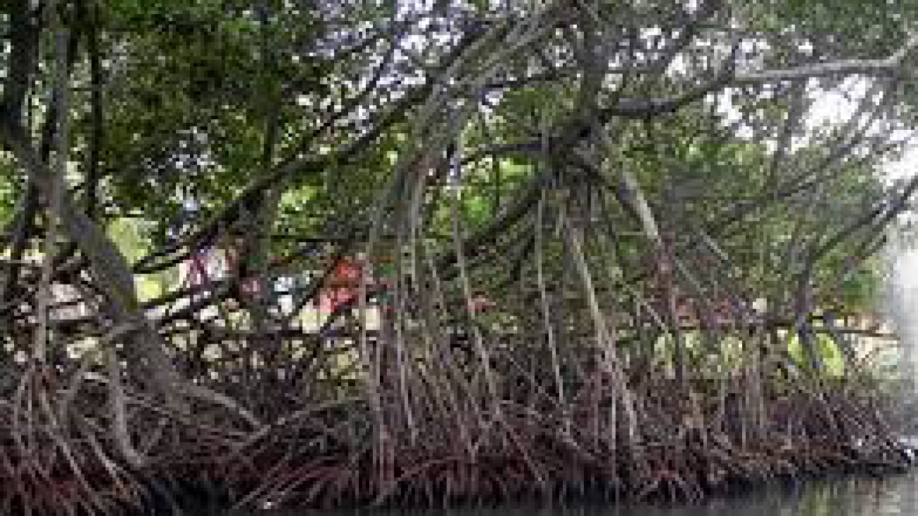 Rhizophora mangle