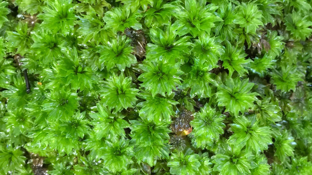 Rhodobryum