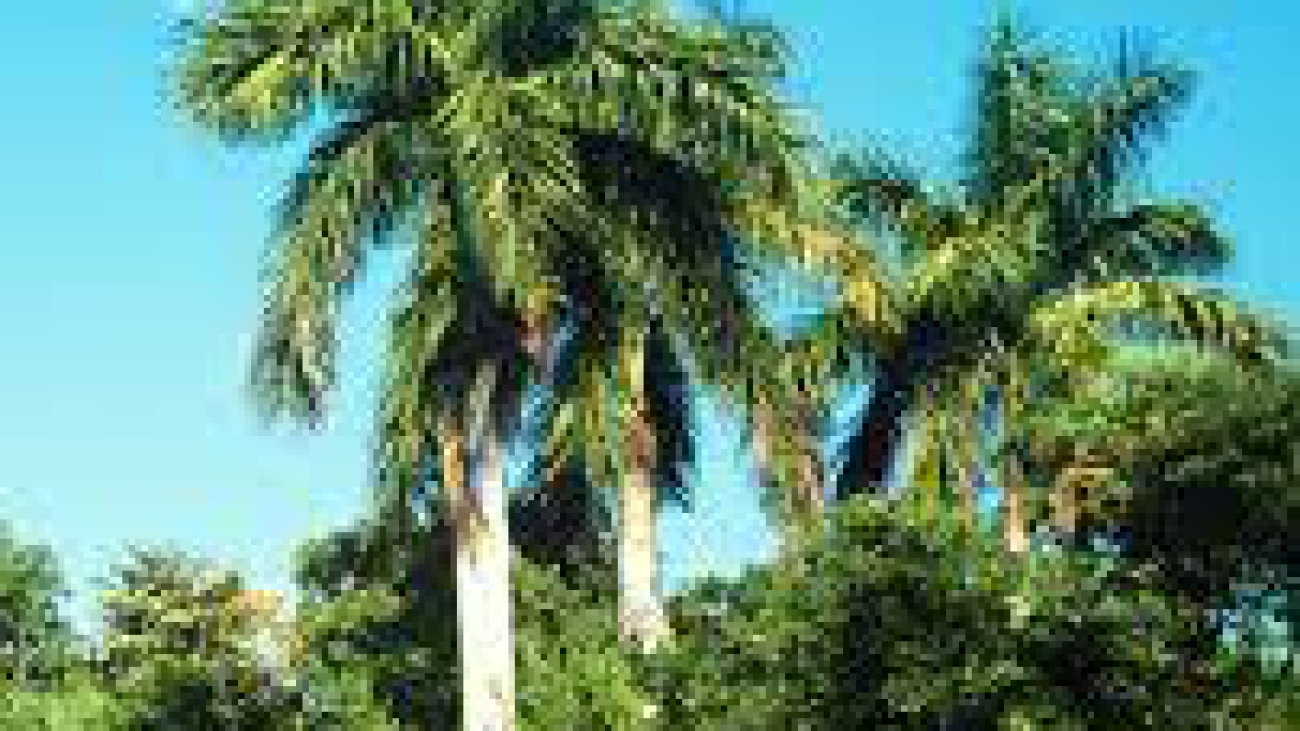 Roystonea regia